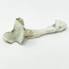 Avery Albino Magic Mushroom (28g)