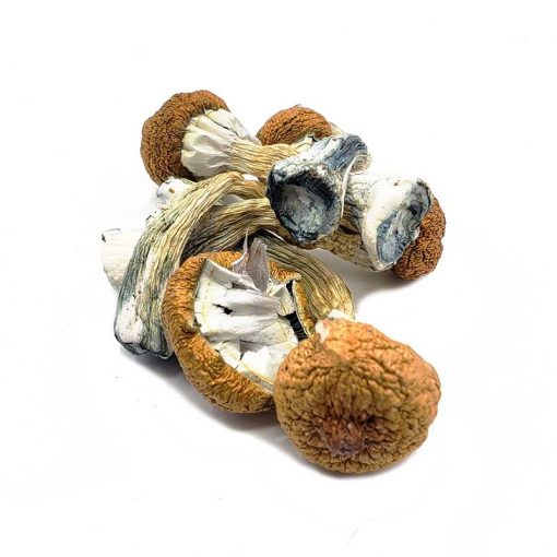 Blue Meanie Magic Mushrooms 28g