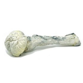 White Mushrooms