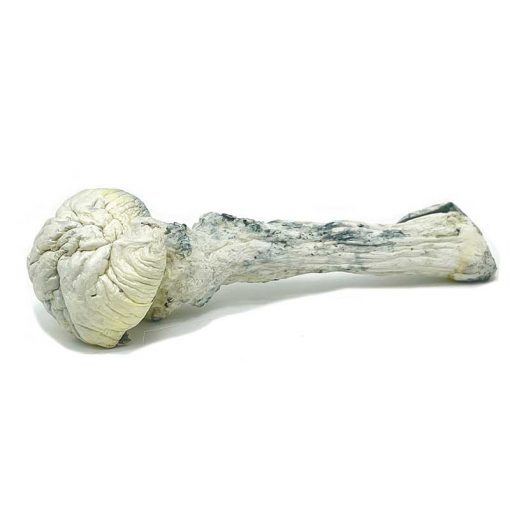 White Mushrooms